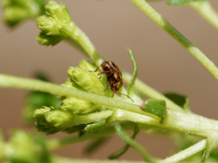 Cryptocephalus spurcus