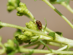 Cryptocephalus spurcus