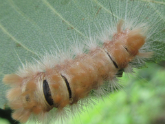Xanthomantis contaminata