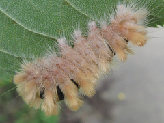 Xanthomantis contaminata