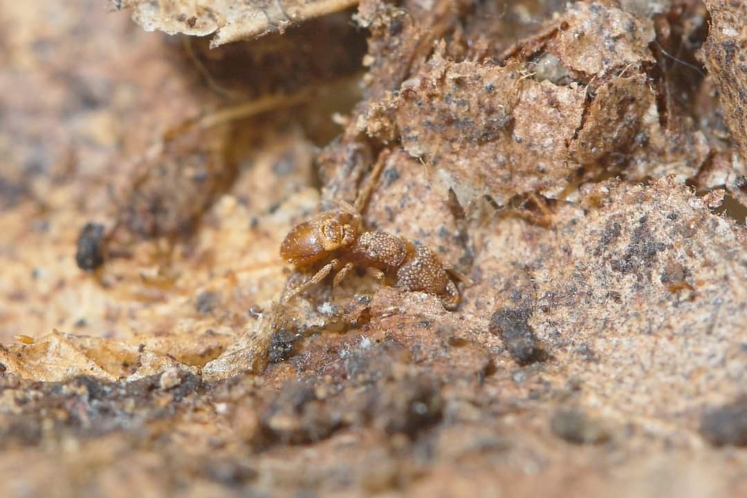 Strumigenys hexamera