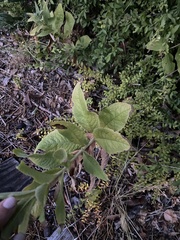 Vernonia baldwinii interior