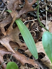 Platanthera blephariglottis