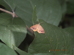 Mellilla xanthometata