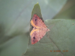 Mellilla xanthometata
