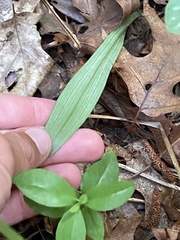 Platanthera blephariglottis