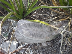Astrophytum coahuilense