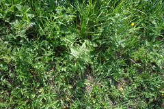Nepeta sibirica