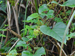 Vitis kelungensis