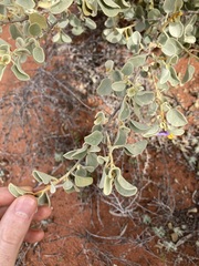 Solanum orbiculatum