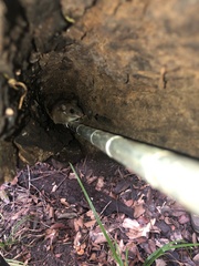 Ototylomys phyllotis