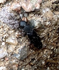 Platydracus sepulchralis