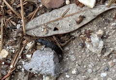 Platydracus sepulchralis