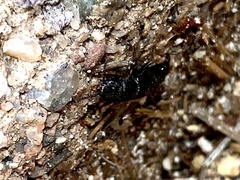 Platydracus sepulchralis