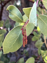 Arctostaphylos rainbowensis