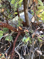 Arctostaphylos rainbowensis