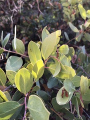 Arctostaphylos rainbowensis