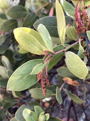 Arctostaphylos rainbowensis