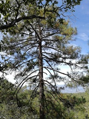 Pinus durangensis