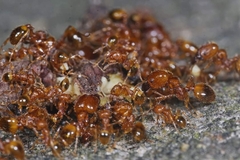 Pheidole fervida