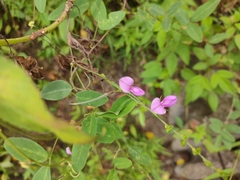Galactia tenuiflora