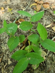 Aristolochia reticulata