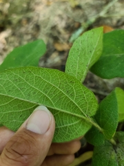 Aristolochia reticulata