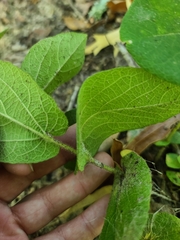 Aristolochia reticulata