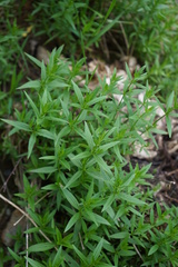 Gratiola officinalis