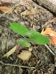Aristolochia reticulata