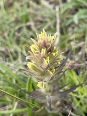 Castilleja cryptantha