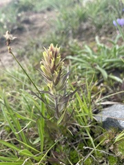 Castilleja cryptantha
