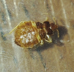 Cimex lectularius