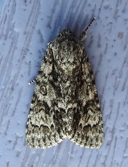 Acronicta impressa