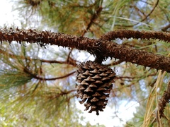 Pinus durangensis