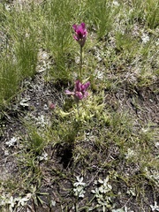 Castilleja lemmonii