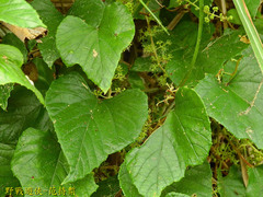 Vitis kelungensis