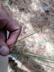 Pinus durangensis
