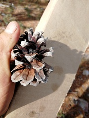 Pinus durangensis