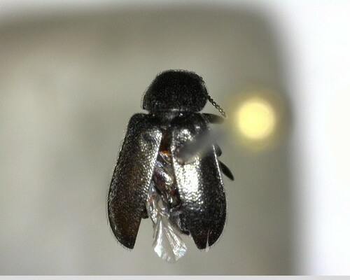 iNaturalist observation photo of Beetles