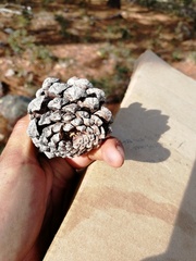 Pinus durangensis