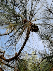 Pinus durangensis