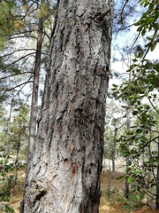 Pinus durangensis