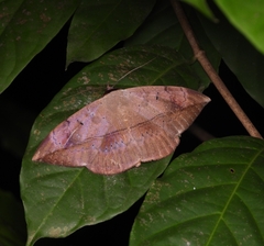 Hypopyra pudens