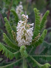 Eysenhardtia polystachya