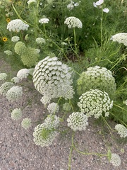 Visnaga