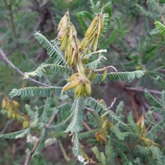 Eysenhardtia polystachya