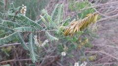 Eysenhardtia polystachya