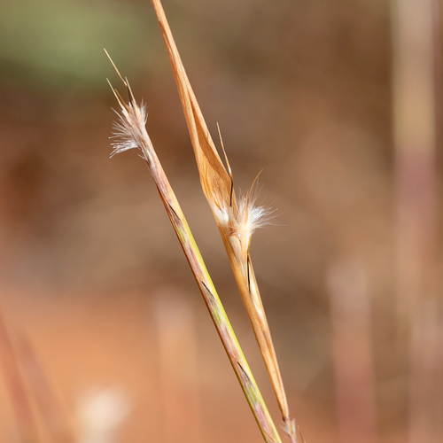Red Spathe Grass (Schizachyrium fragile)