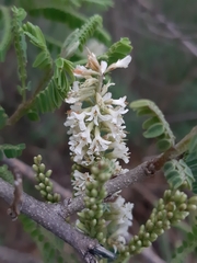 Eysenhardtia polystachya